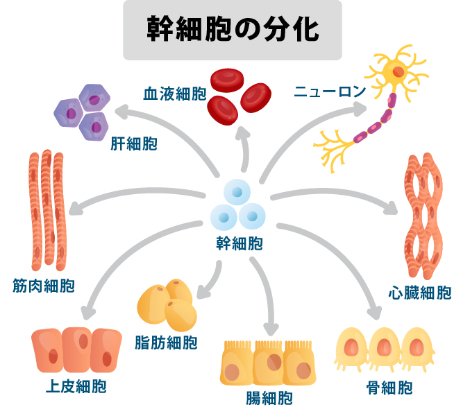 幹細胞の分化